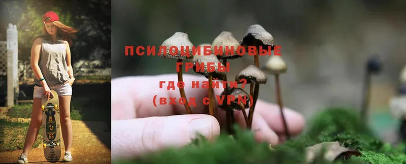 Псилоцибиновые грибы Cubensis  Вязьма 